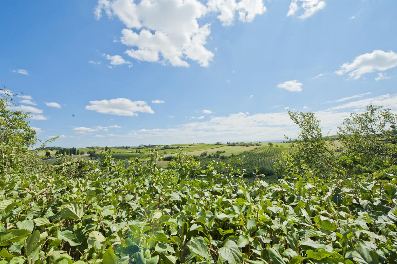 French countryside view