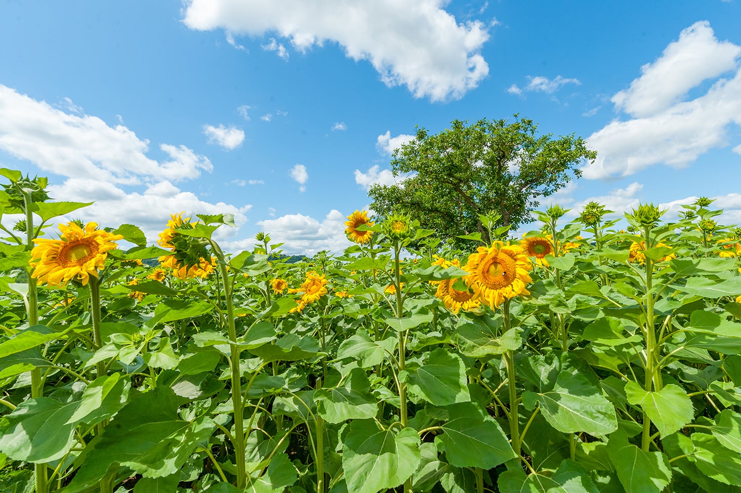 French sunflowers