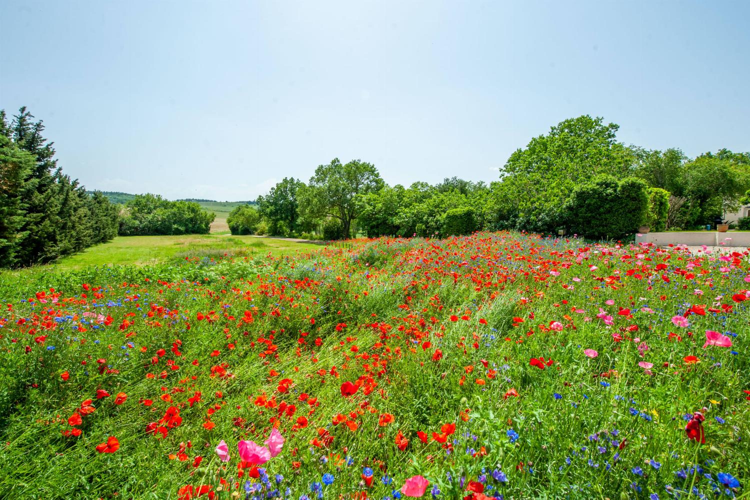 Garden | Holiday villa in the South of France