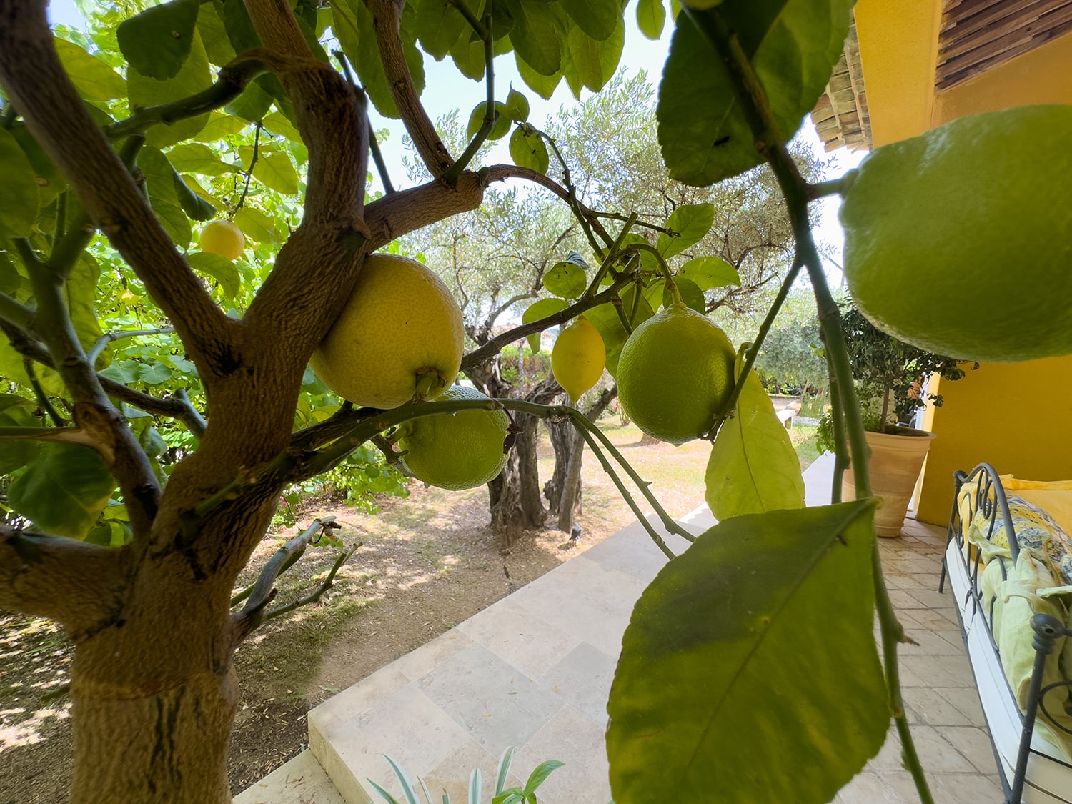 Garden fruit trees