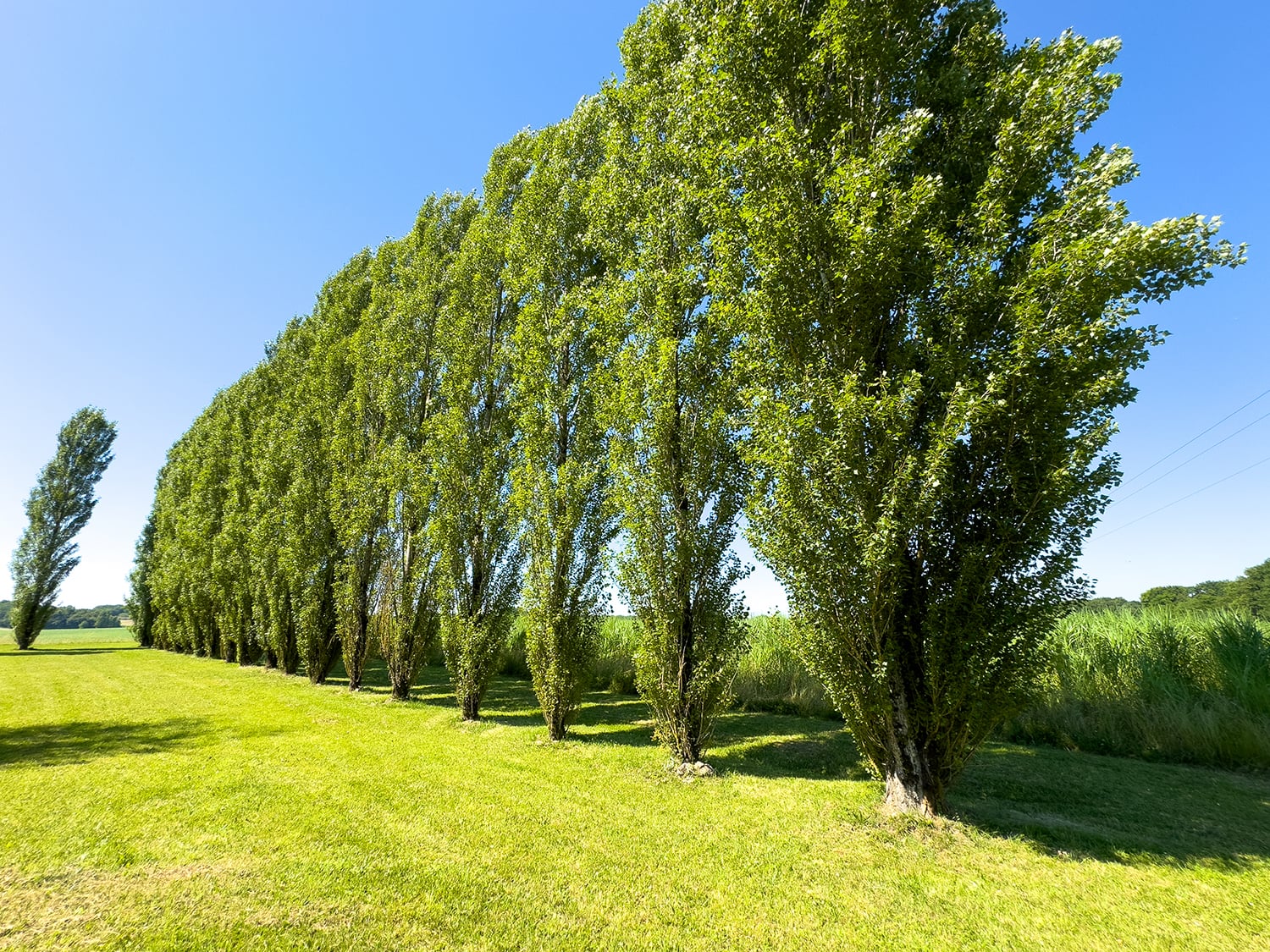 Lawned garden