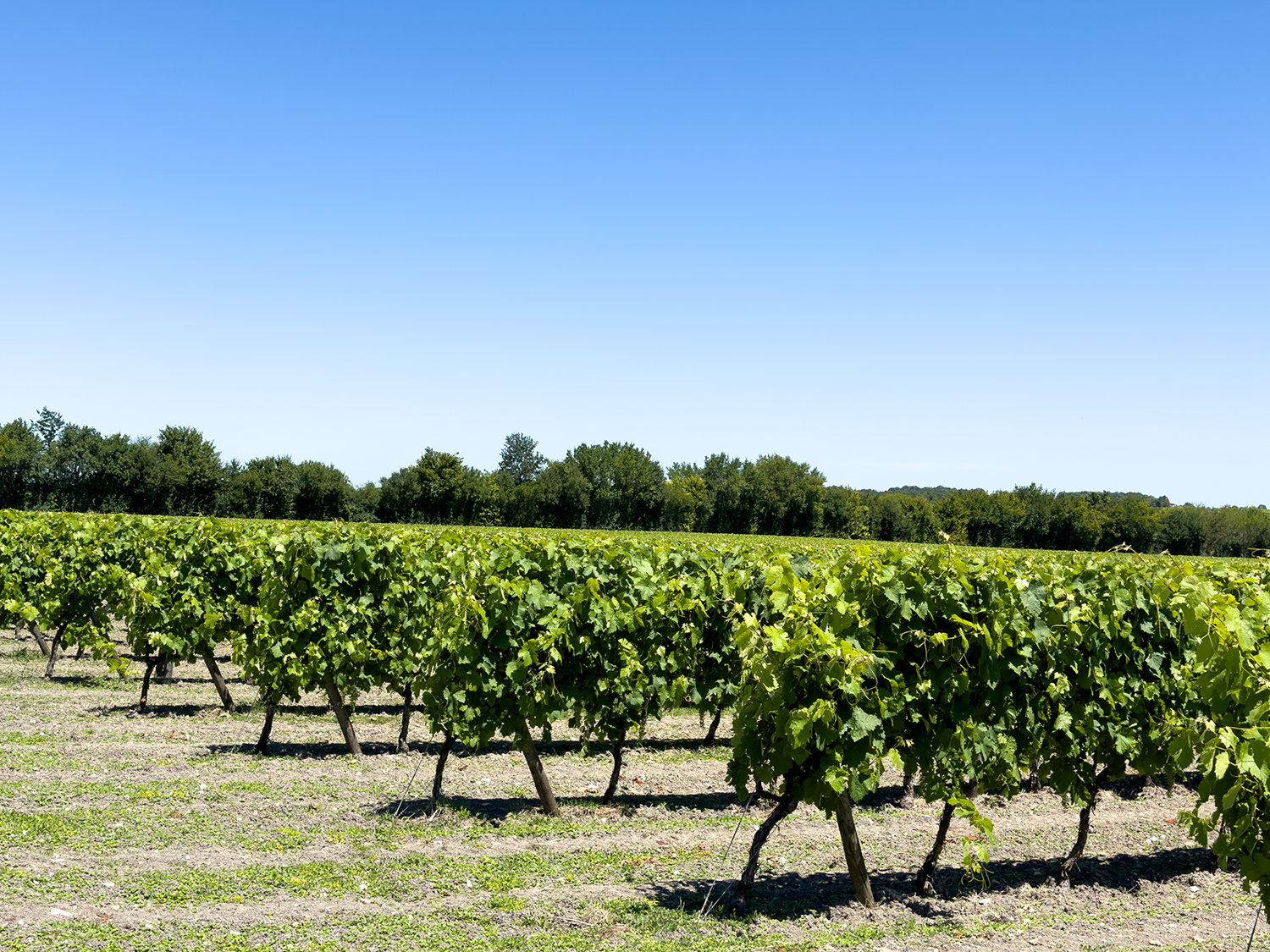 Vineyard in Nouvelle-Aquitaine