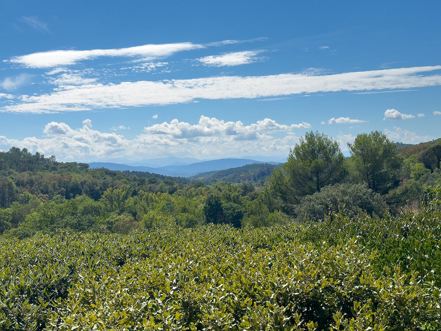 Languedoc countryside view