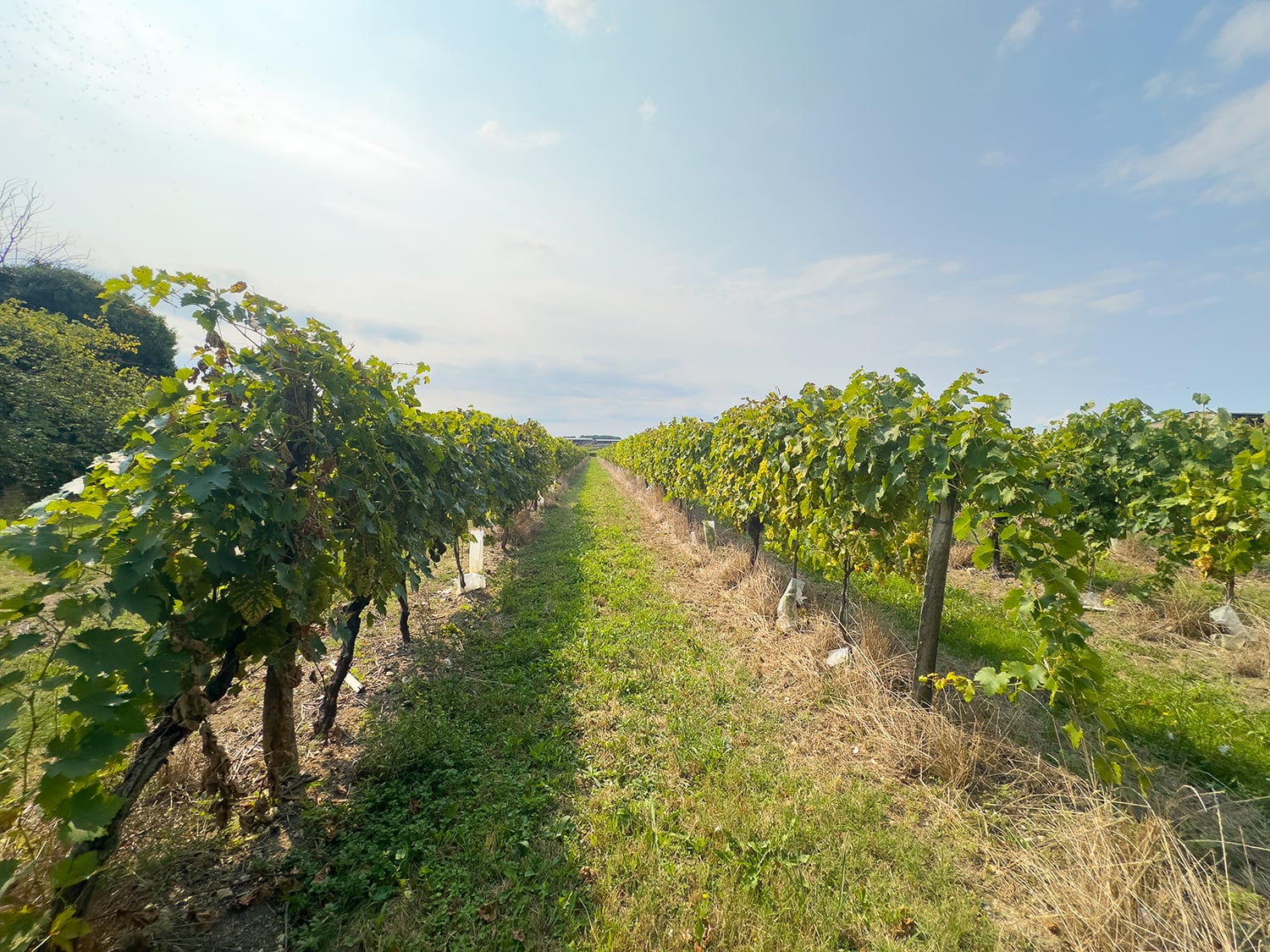 Vineyard in Nouvelle-Aquitaine