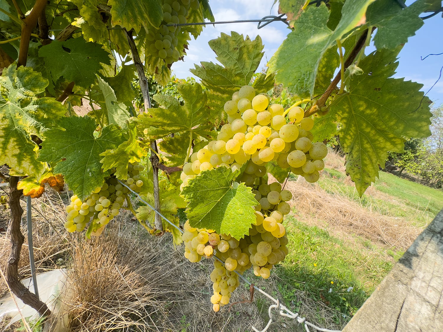 Vineyard in Nouvelle-Aquitaine