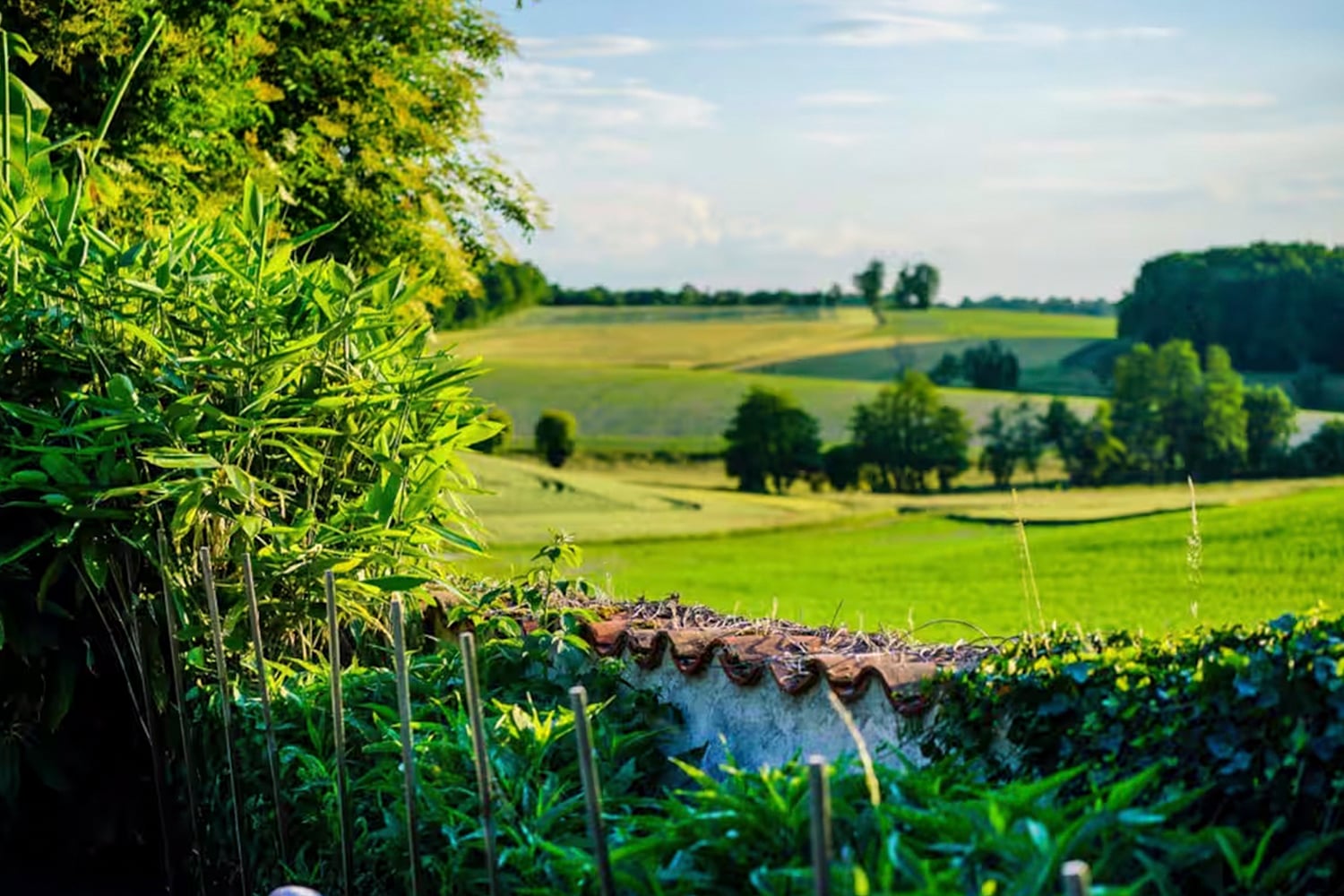 View from garden