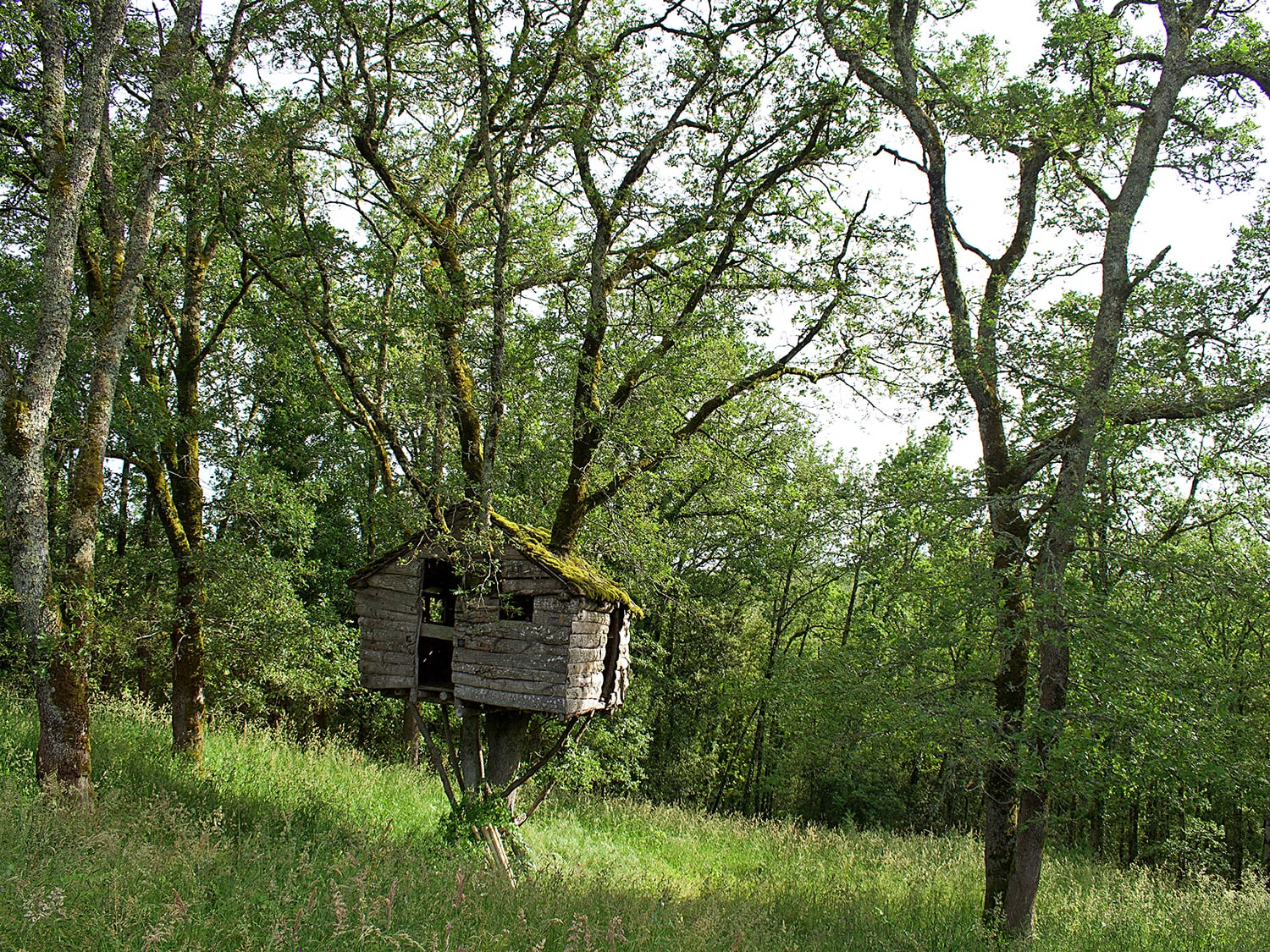 Garden with treehouse