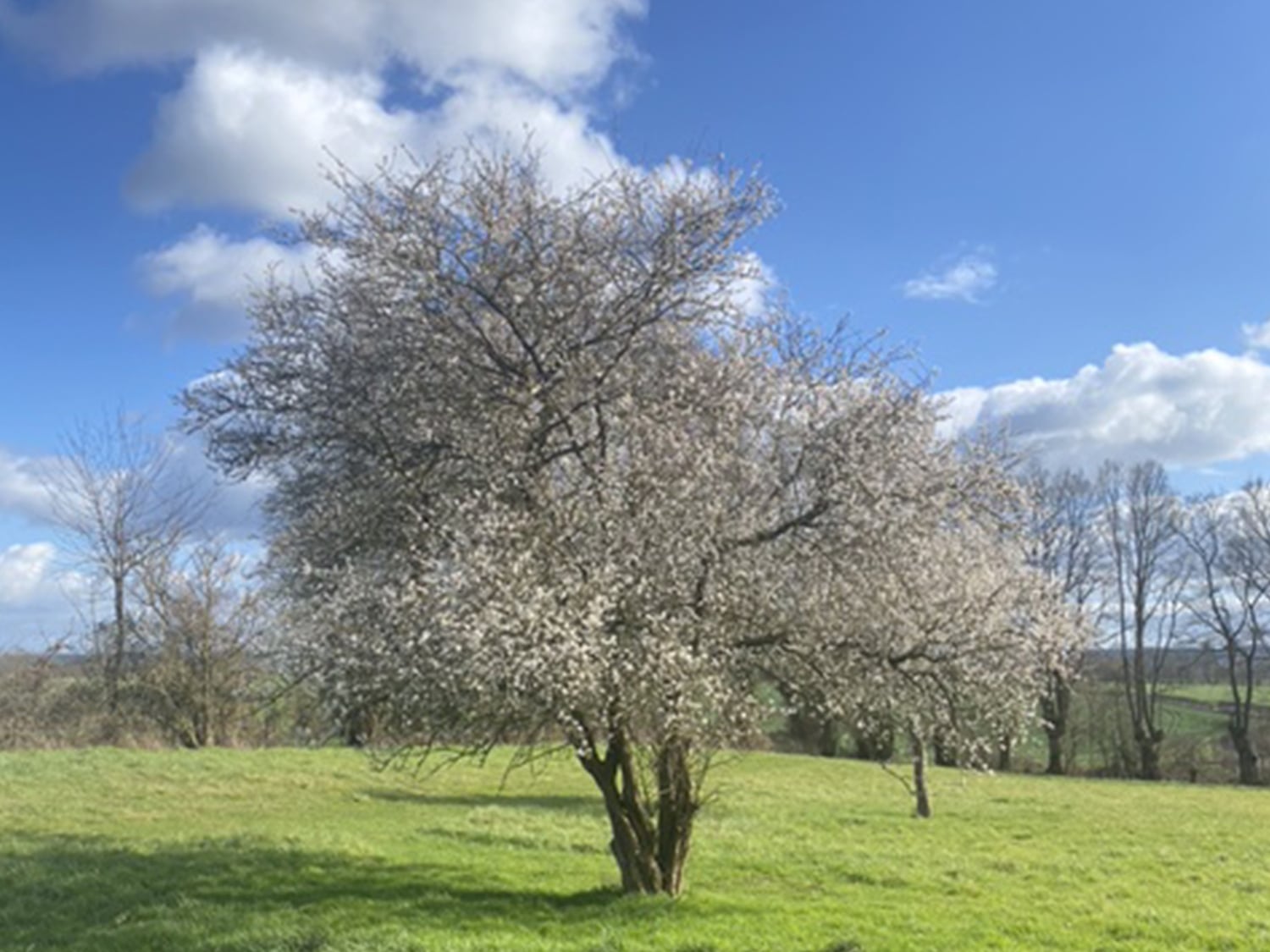 Garden | Holiday home in Normandie